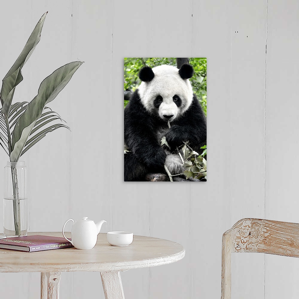 A farmhouse room featuring Giant Panda, China 10MKm2 Collection.