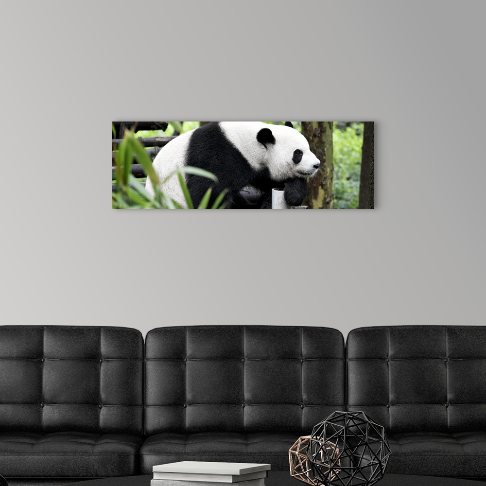 A modern room featuring Giant Panda, China 10MKm2 Collection.