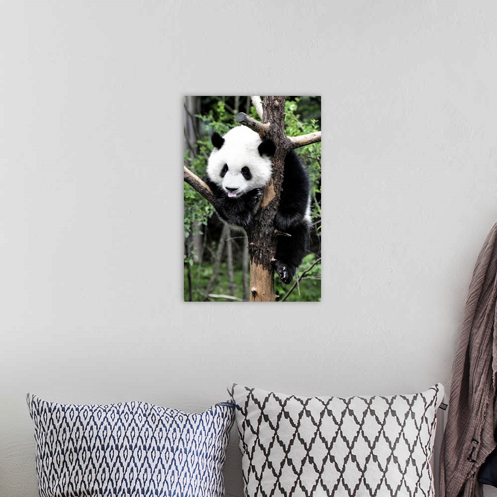 A bohemian room featuring Giant Panda Baby, China 10MKm2 Collection.