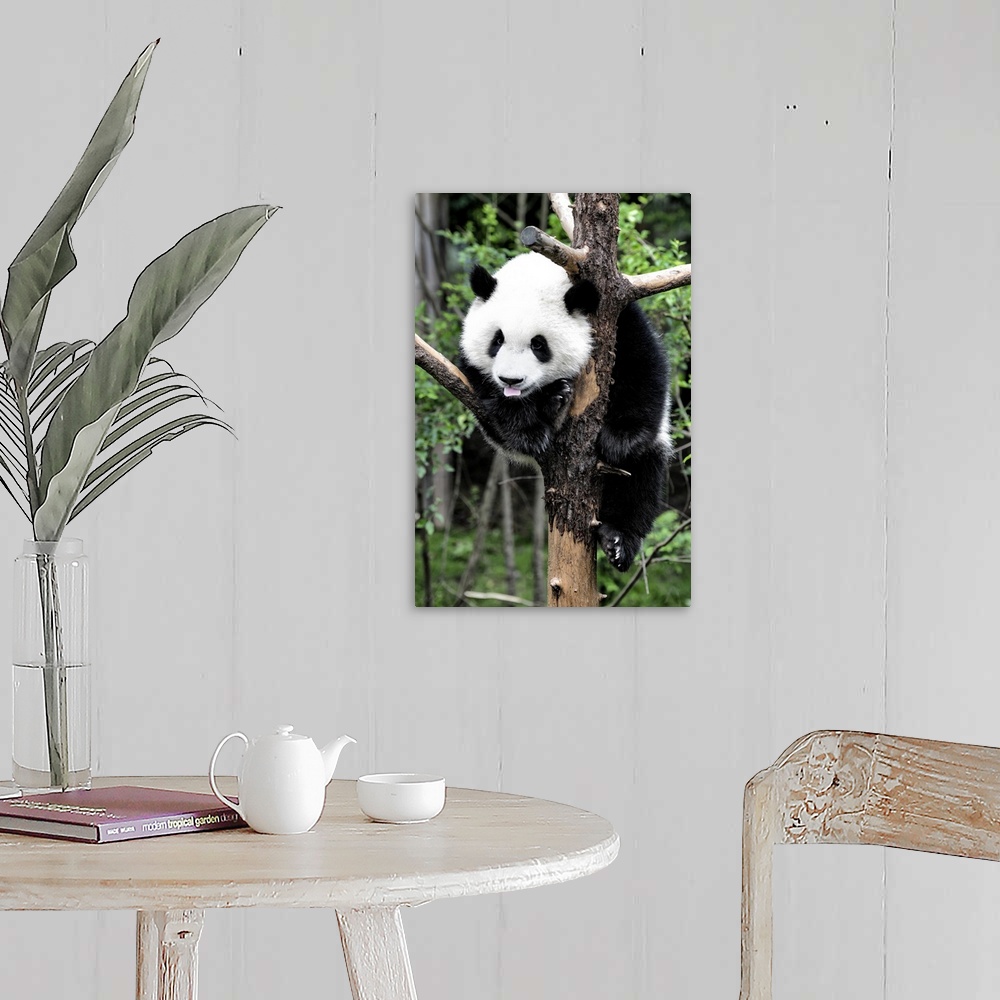 A farmhouse room featuring Giant Panda Baby, China 10MKm2 Collection.