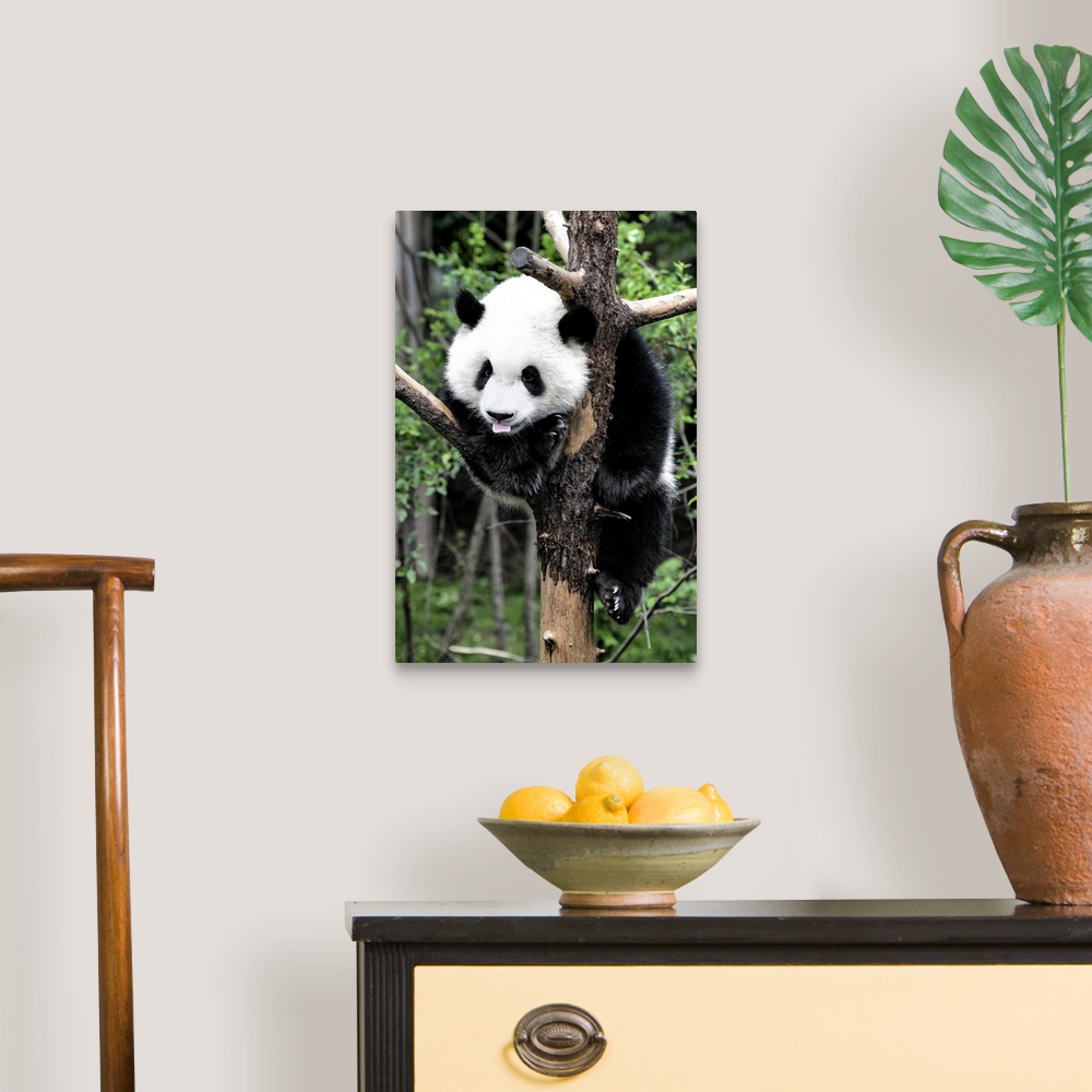 A traditional room featuring Giant Panda Baby, China 10MKm2 Collection.