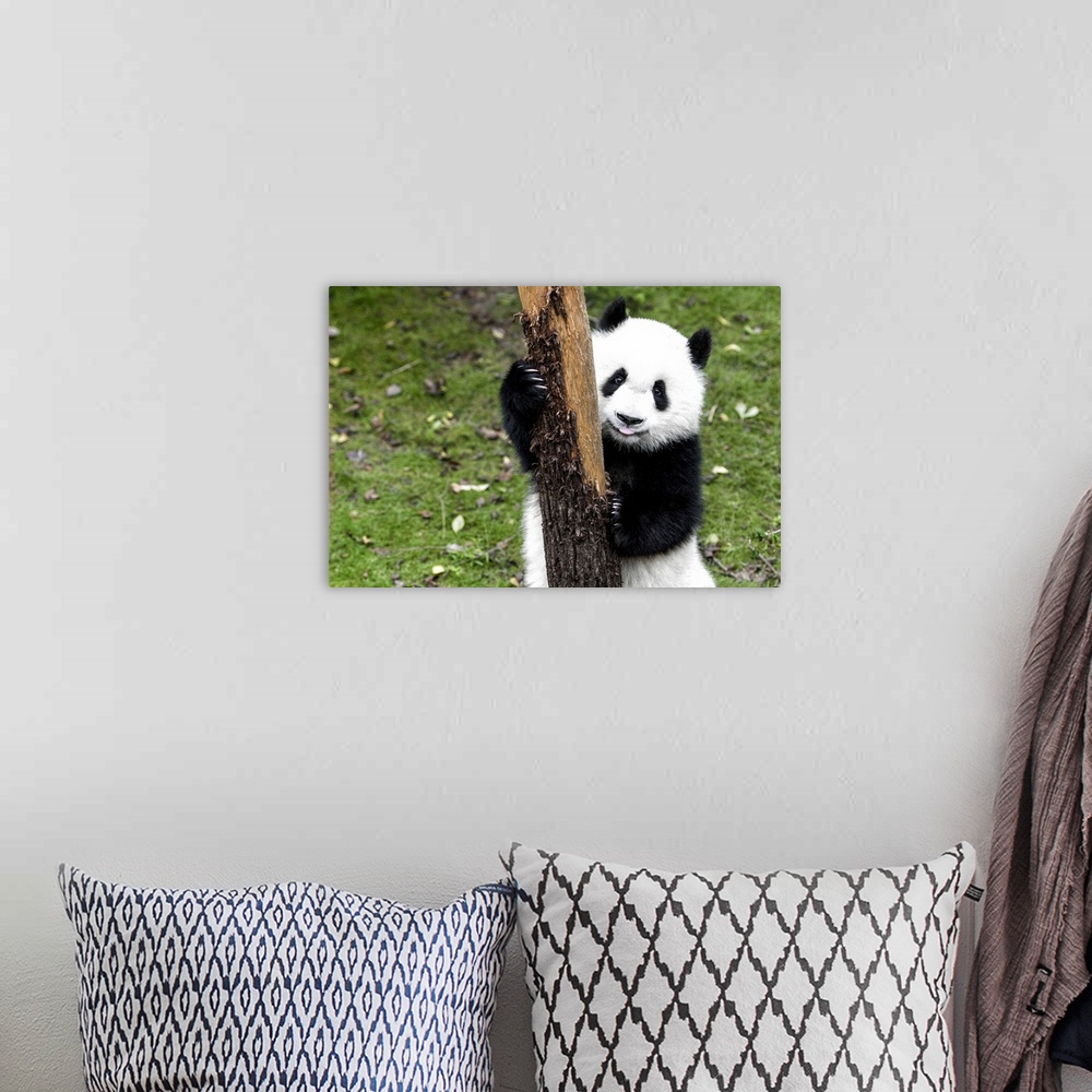 A bohemian room featuring Giant Panda Baby, China 10MKm2 Collection.