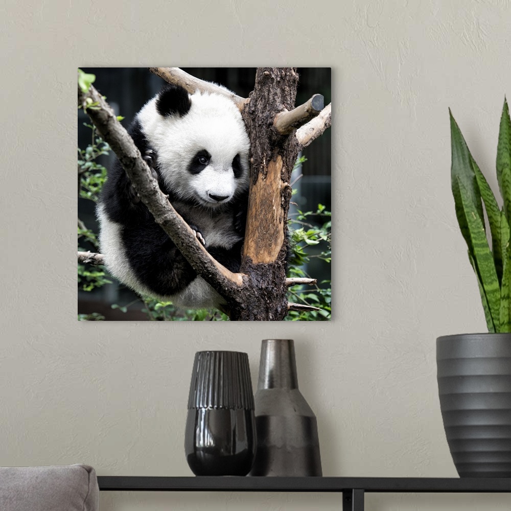 A modern room featuring Giant Panda Baby, China 10MKm2 Collection.