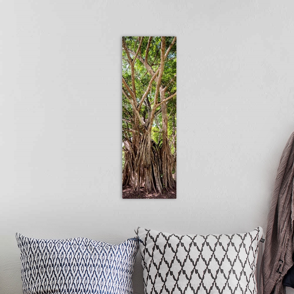 A bohemian room featuring Panoramic photograph of old, tall trees in the Jungles of Mexico. From the Viva Mexico Panoramic ...