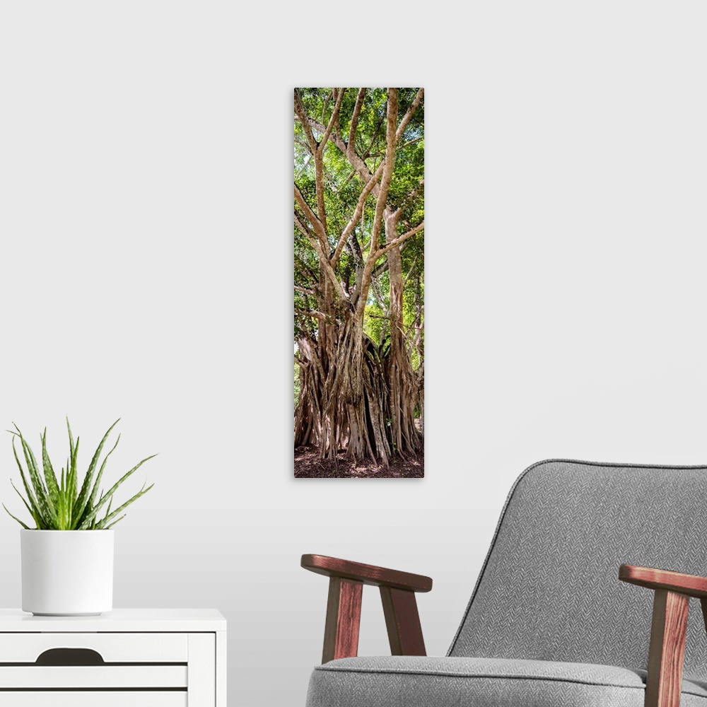 A modern room featuring Panoramic photograph of old, tall trees in the Jungles of Mexico. From the Viva Mexico Panoramic ...