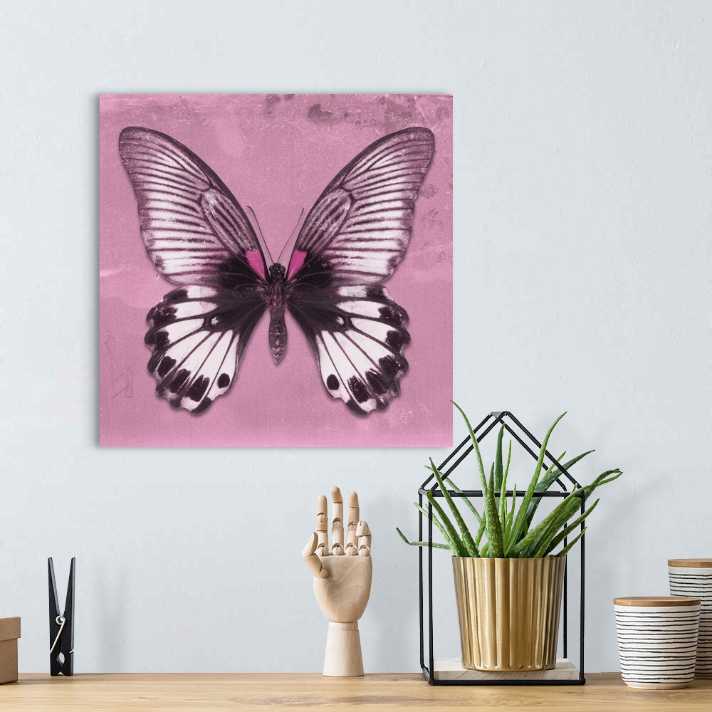 A bohemian room featuring Square photograph of a butterfly on a pink sparkly background.