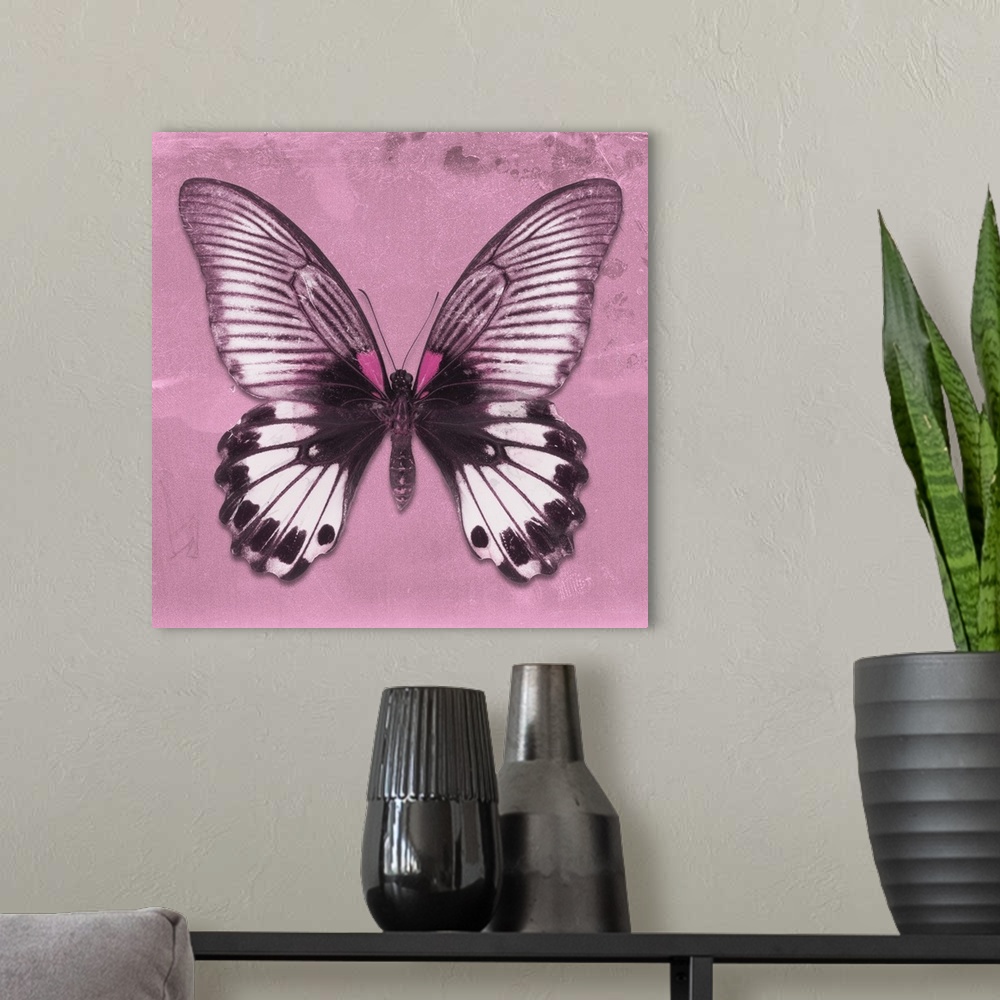 A modern room featuring Square photograph of a butterfly on a pink sparkly background.