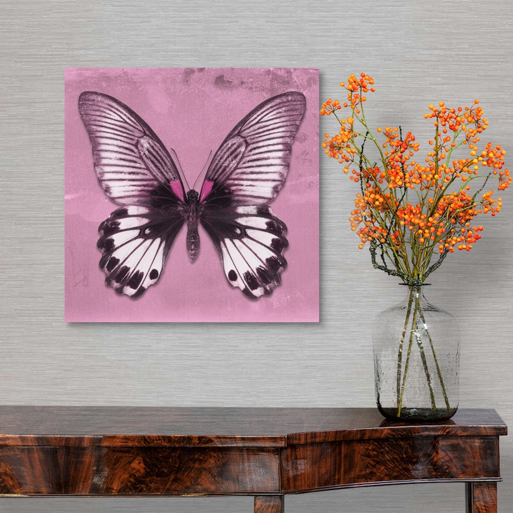 A traditional room featuring Square photograph of a butterfly on a pink sparkly background.