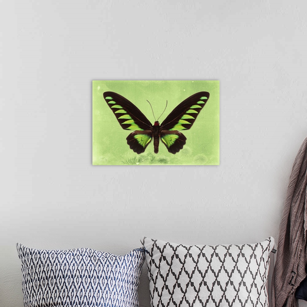 A bohemian room featuring Photograph of a butterfly on a lime green sparkly background.