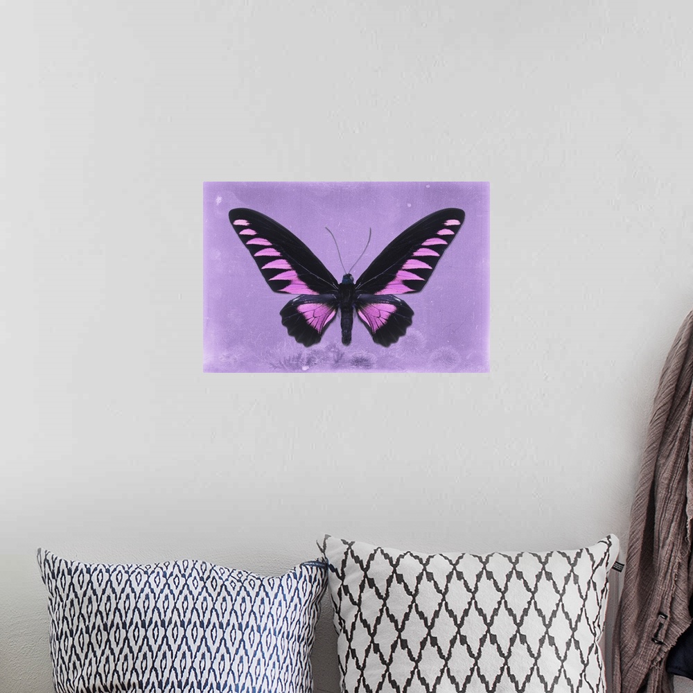 A bohemian room featuring Photograph of a butterfly on a purple sparkly background.