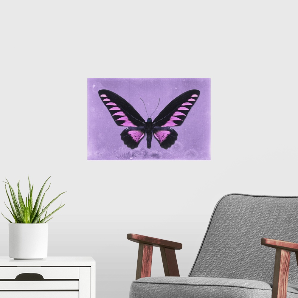 A modern room featuring Photograph of a butterfly on a purple sparkly background.