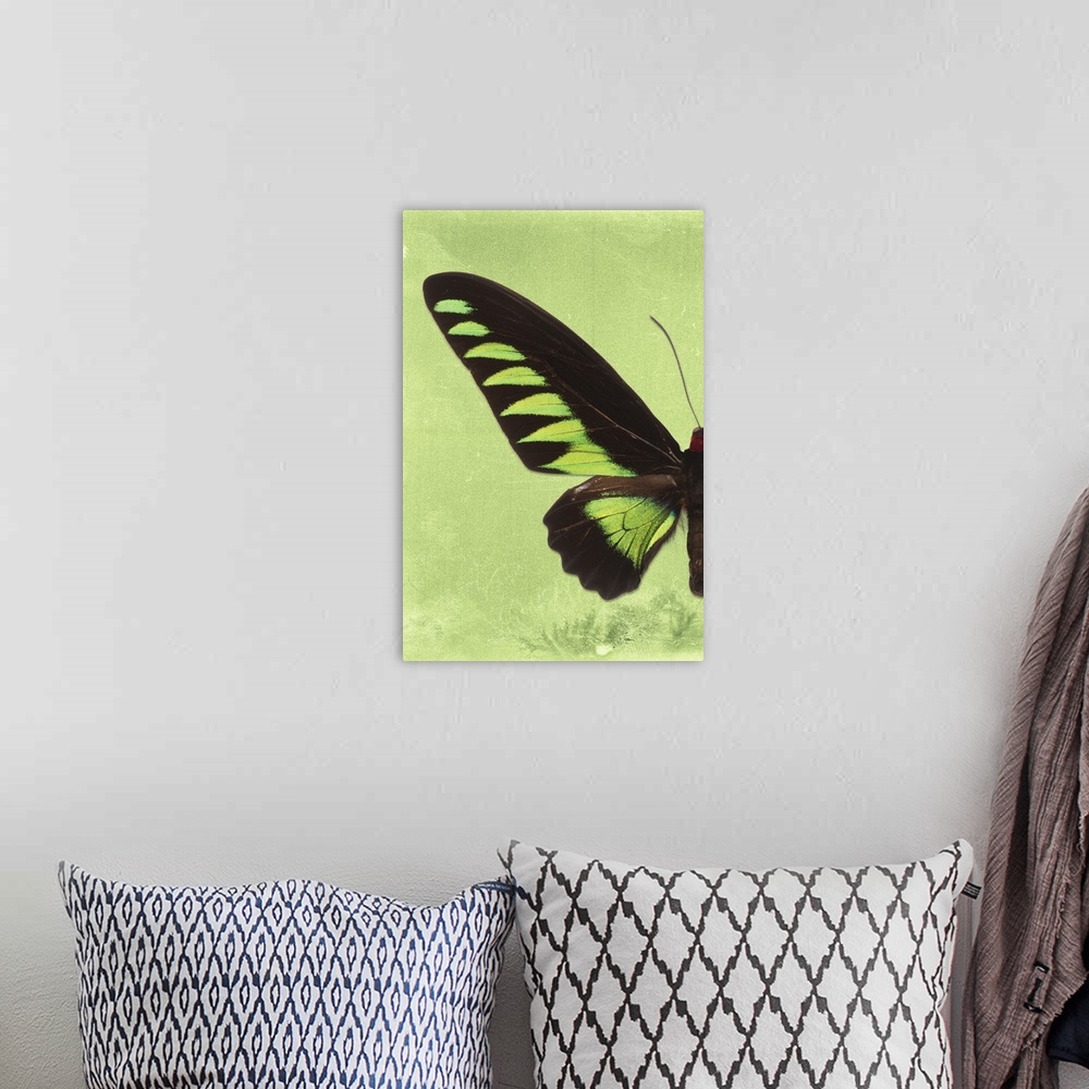 A bohemian room featuring Half of a butterfly on a lime green sparkly background.