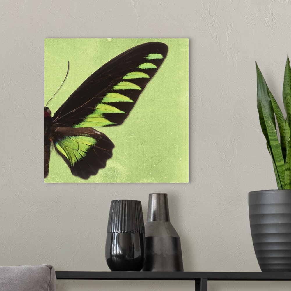 A modern room featuring Square photograph with half of a butterfly on a green sparkly background.