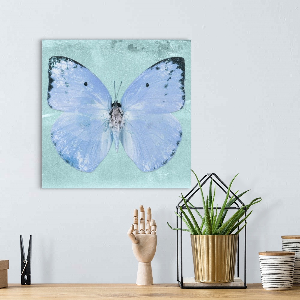 A bohemian room featuring Square photograph of a butterfly on a blue sparkly background.