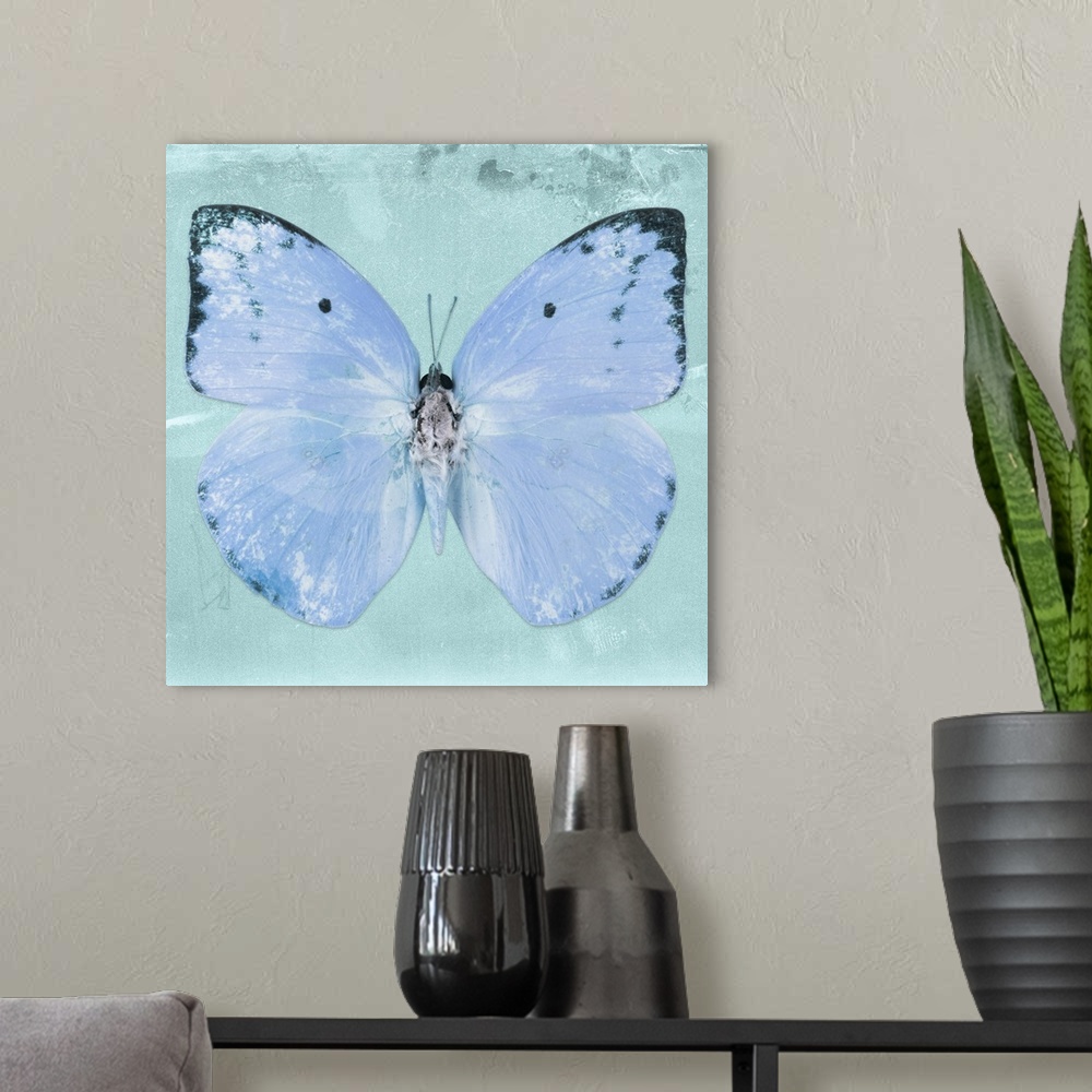 A modern room featuring Square photograph of a butterfly on a blue sparkly background.