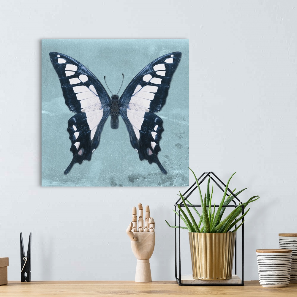 A bohemian room featuring Square photograph of a butterfly on a blue sparkly background.