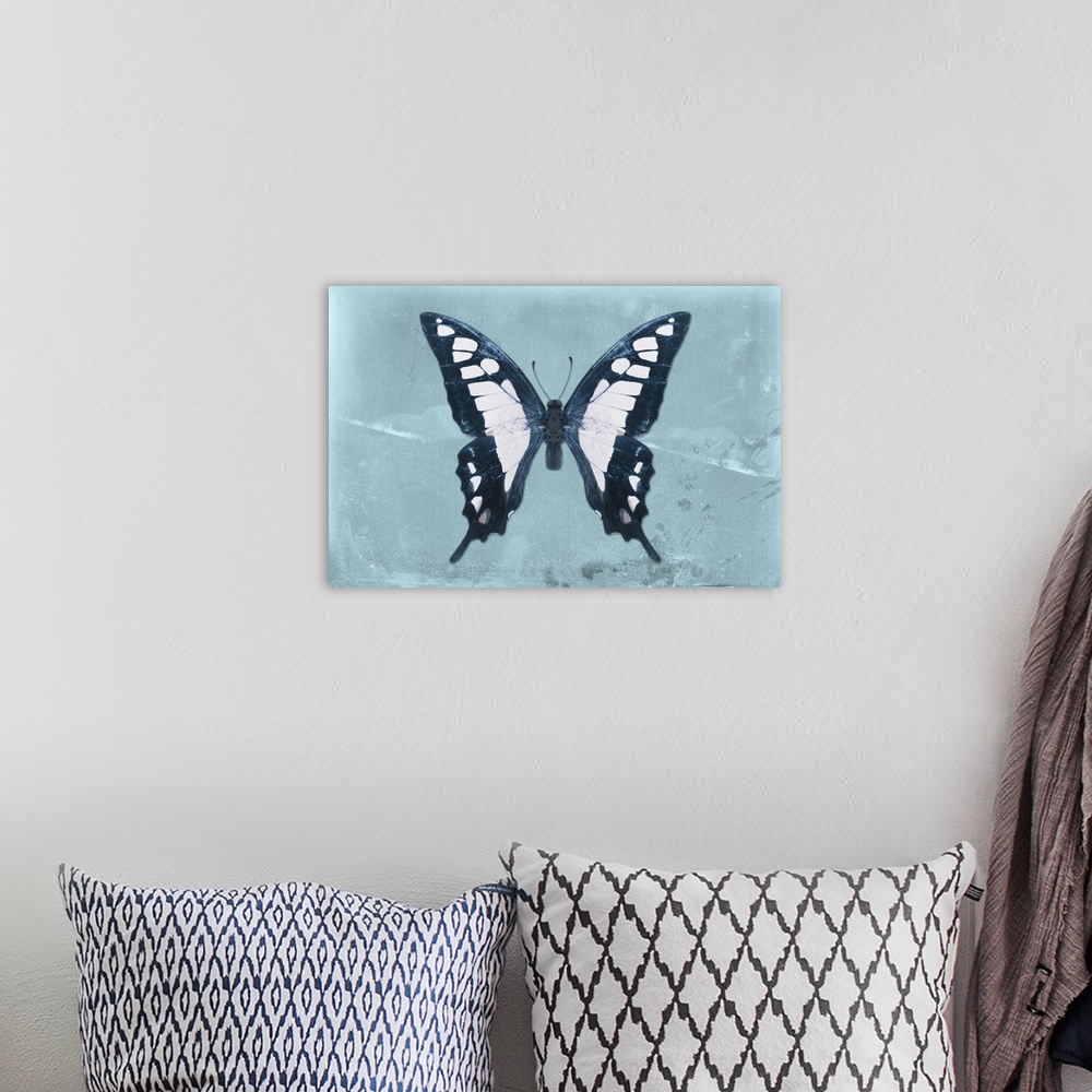 A bohemian room featuring Photograph of a butterfly on a blue sparkly background.