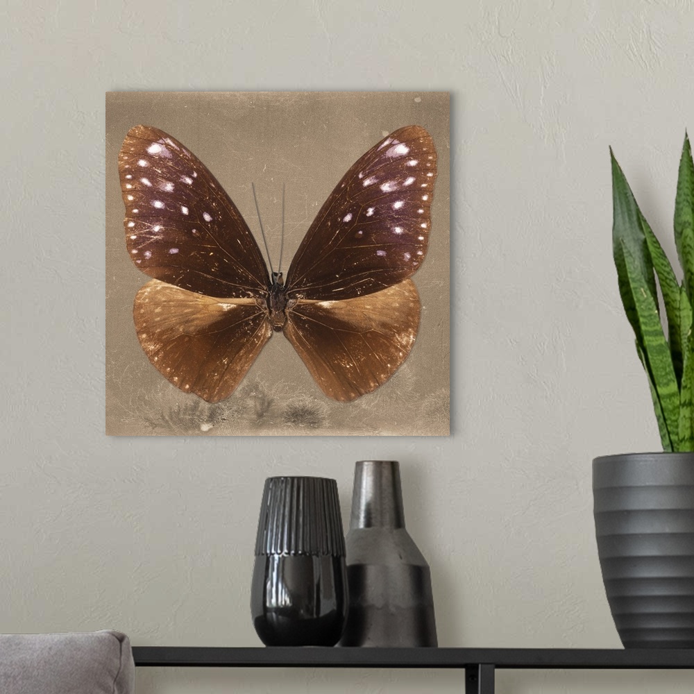 A modern room featuring Square photograph of a butterfly on a brown sparkly background.