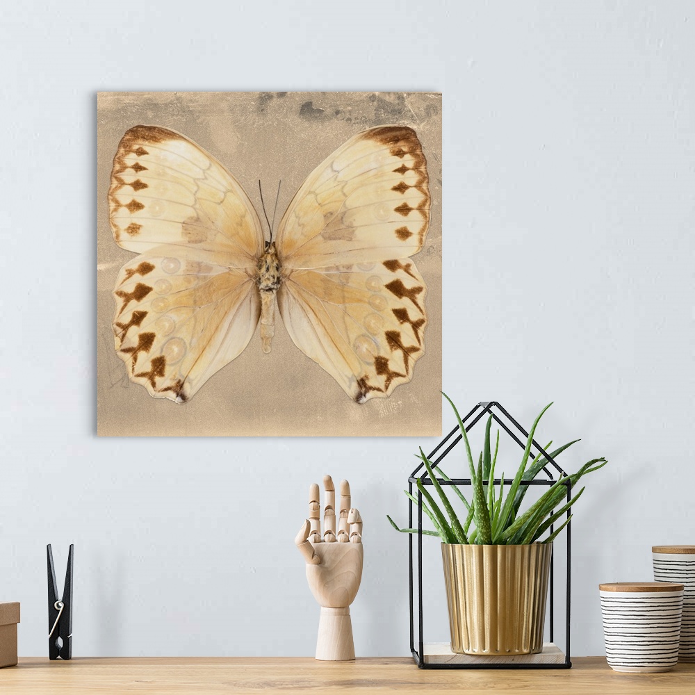 A bohemian room featuring Square photograph of a butterfly on a beige sparkly background.