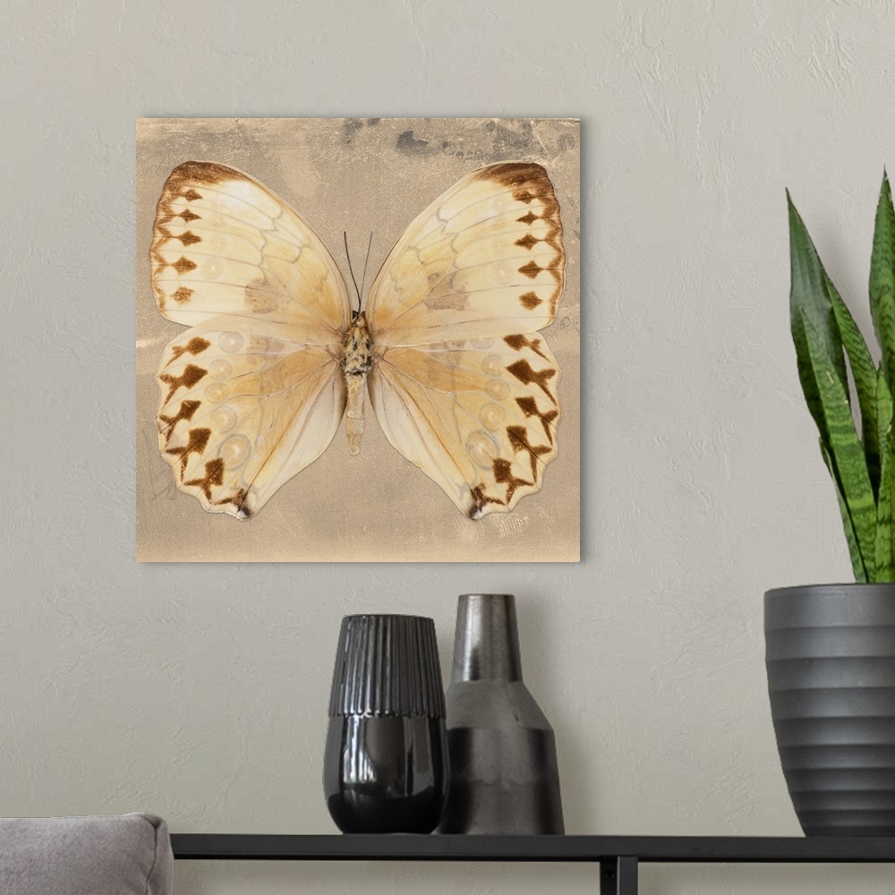A modern room featuring Square photograph of a butterfly on a beige sparkly background.