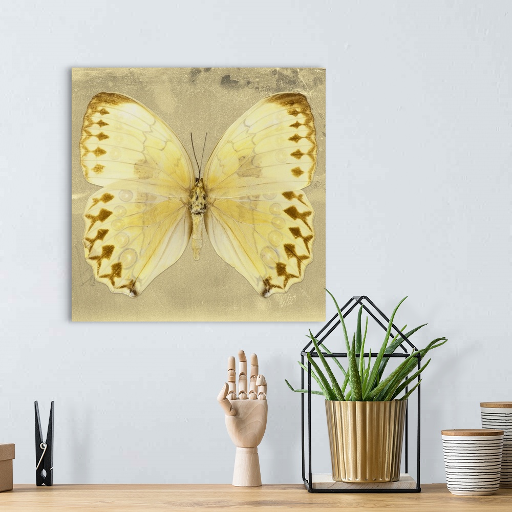 A bohemian room featuring Square photograph of a butterfly on a gold sparkly background.