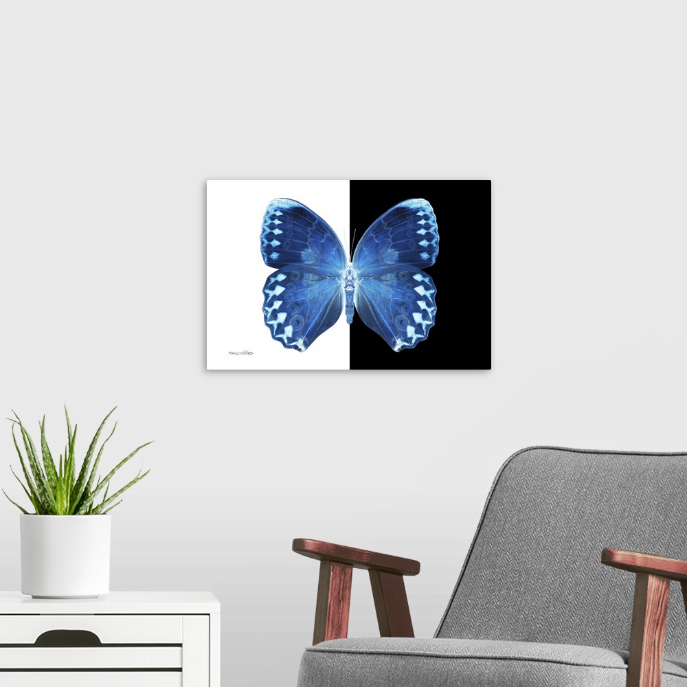 A modern room featuring Miss Butterfly Formosana - X-Ray B