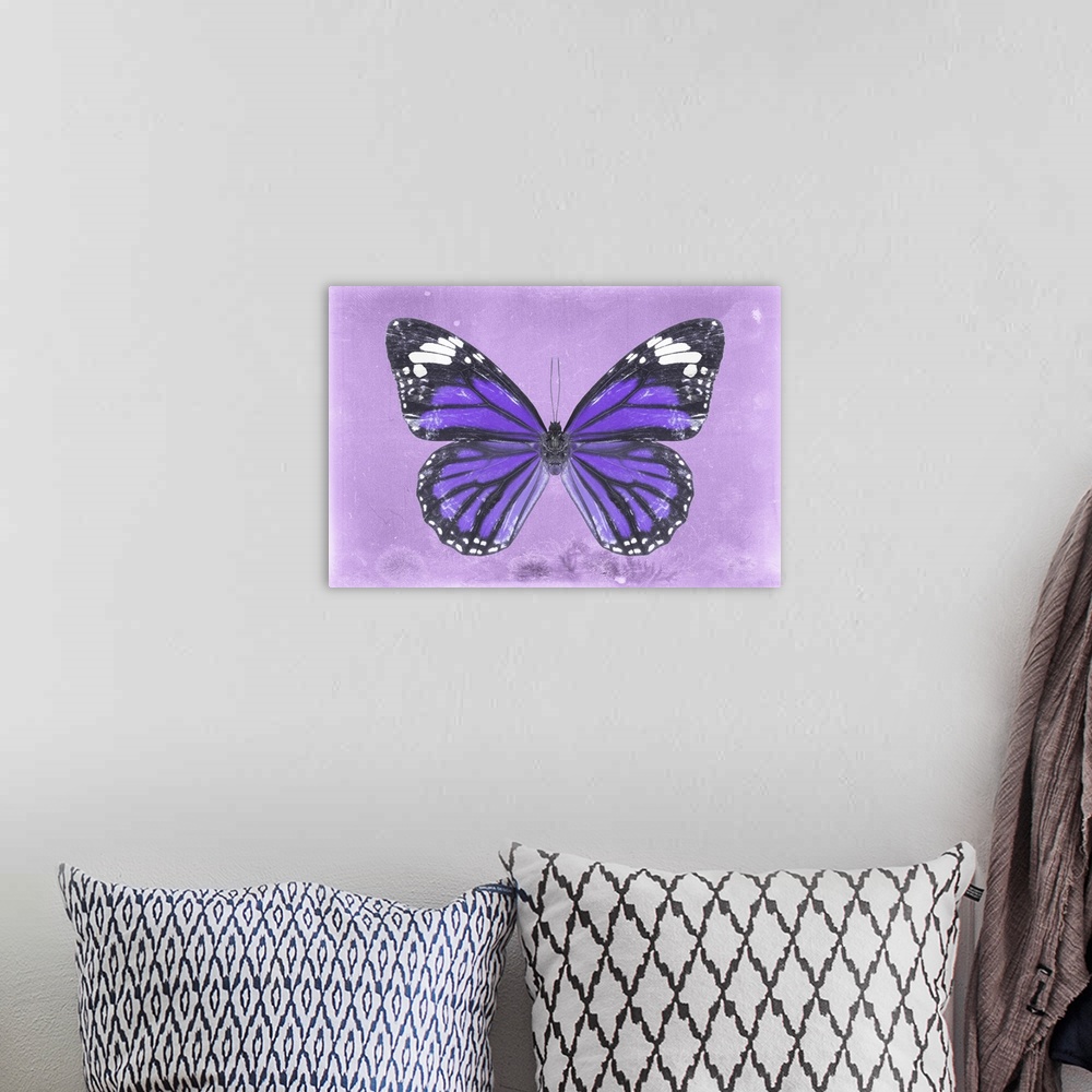 A bohemian room featuring Photograph of a butterfly on a purple sparkly background.