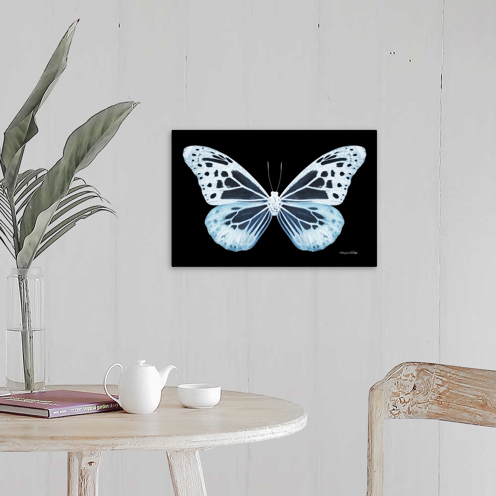 A farmhouse room featuring Exclusive collection Miss Butterfly X-RAY. It is an astonishing series of X-ray photographs of ex...