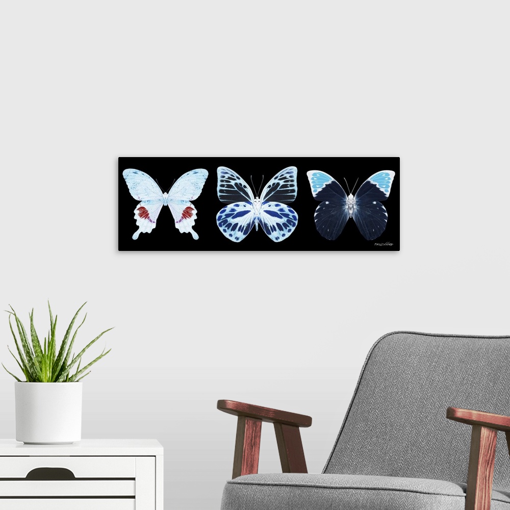 A modern room featuring Exclusive collection Miss Butterfly X-RAY. It is an astonishing series of X-ray photographs of ex...