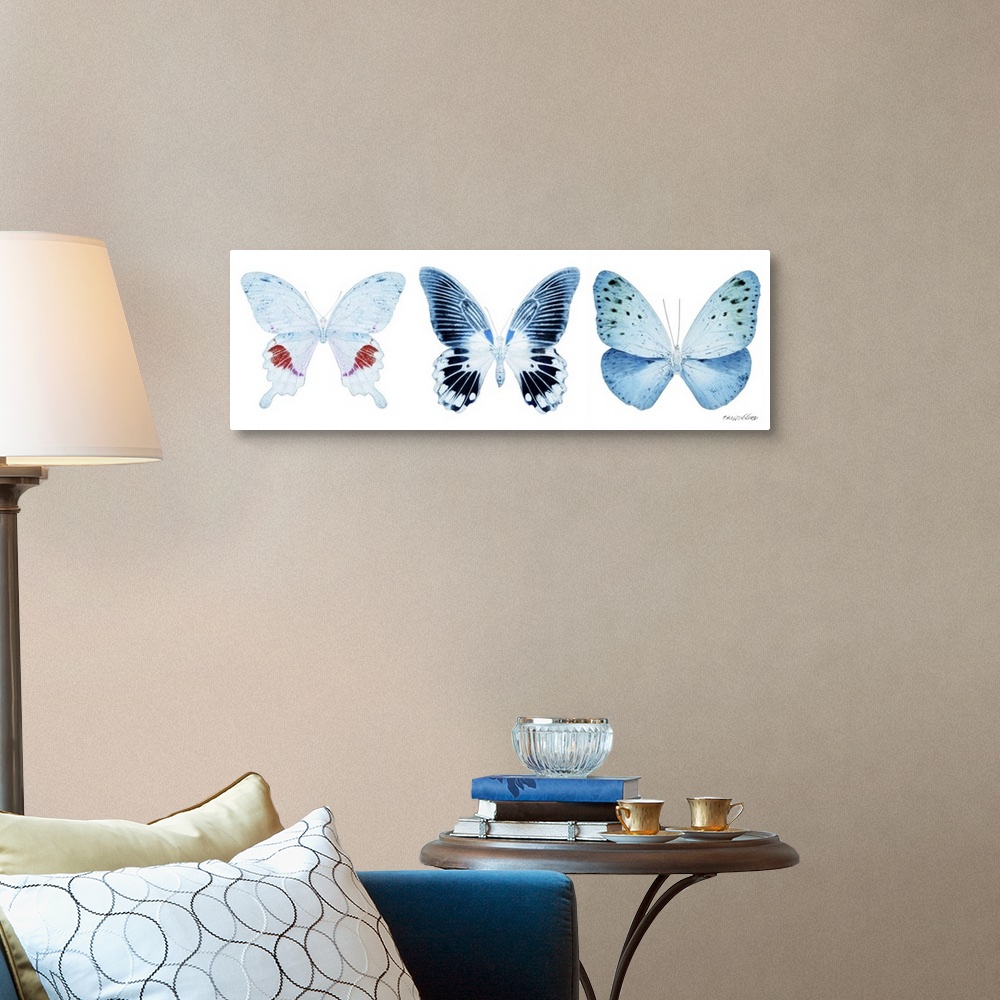 A traditional room featuring Exclusive collection Miss Butterfly X-RAY. It is an astonishing series of X-ray photographs of ex...