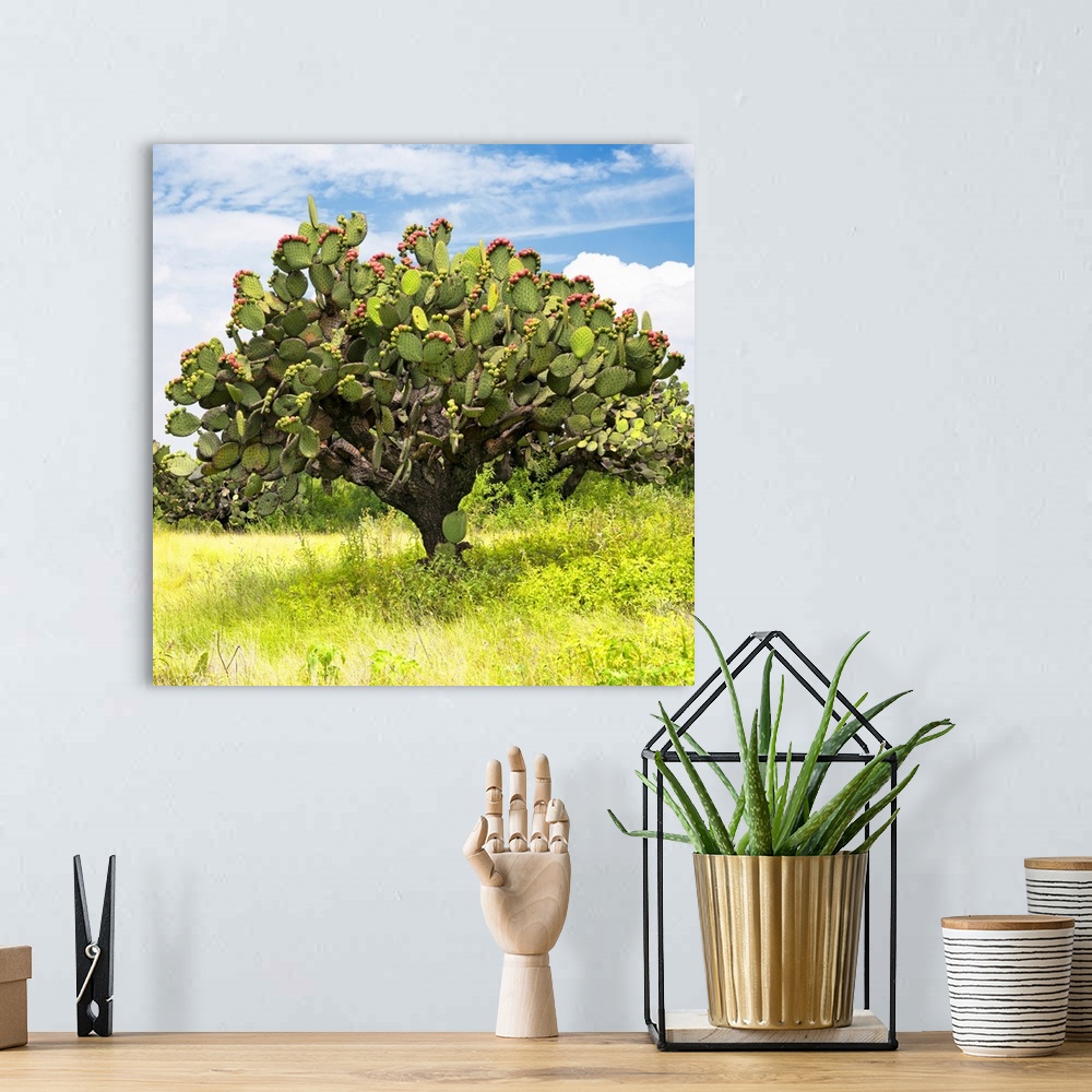 A bohemian room featuring Square photograph of a large prickly pear cactus with blue skies. From the Viva Mexico Square Col...