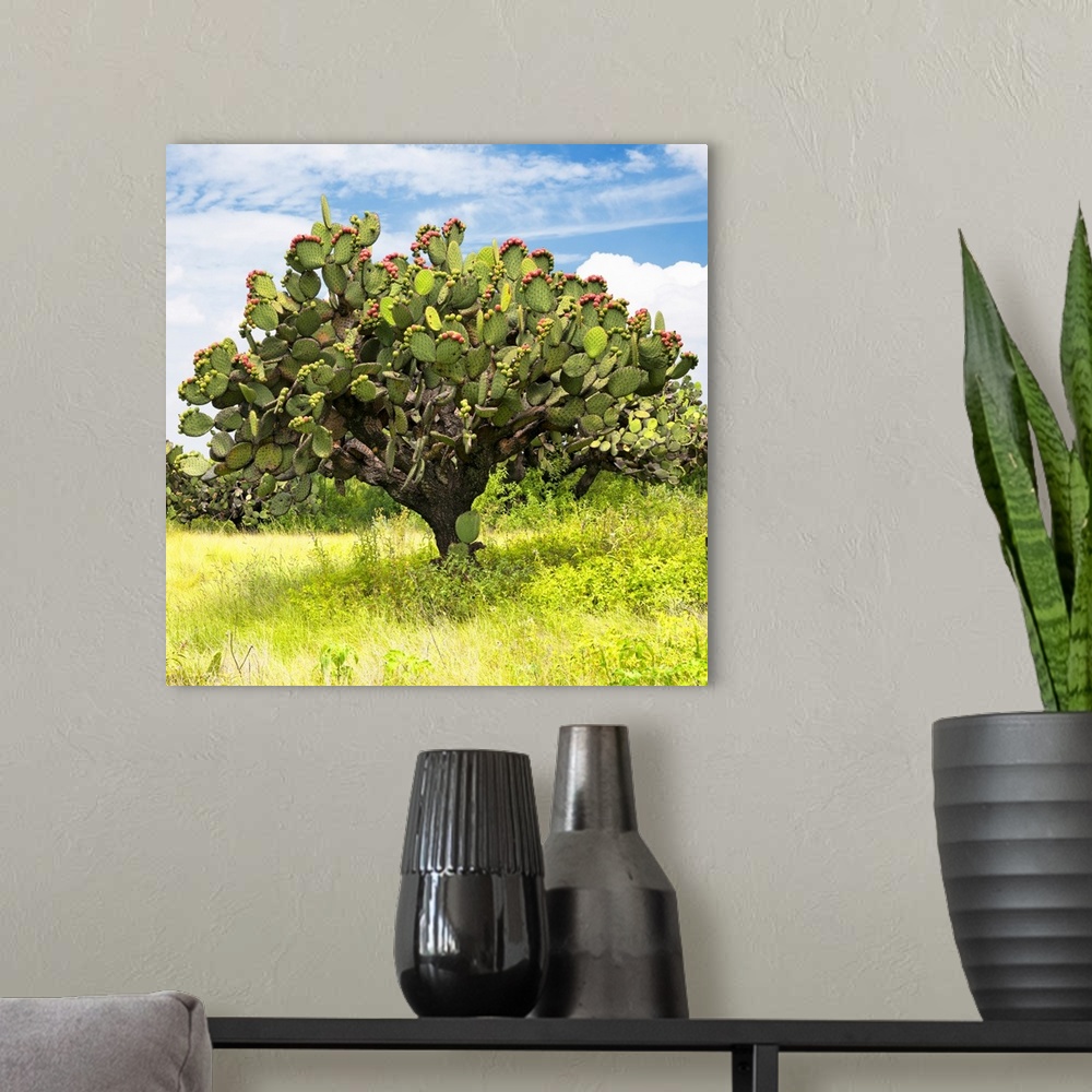 A modern room featuring Square photograph of a large prickly pear cactus with blue skies. From the Viva Mexico Square Col...