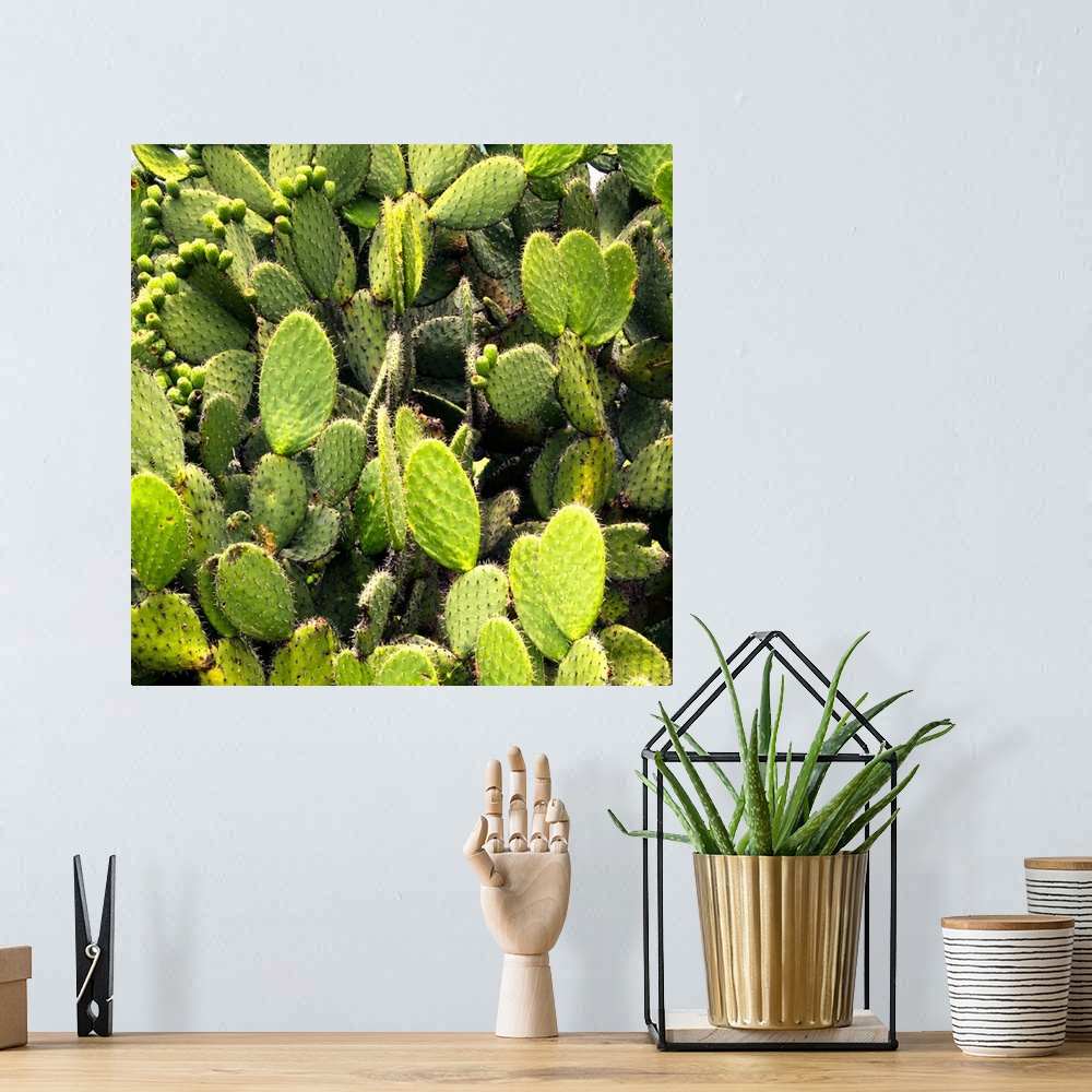 A bohemian room featuring Square close-up photograph of prickly pear cactus. From the Viva Mexico Square Collection.