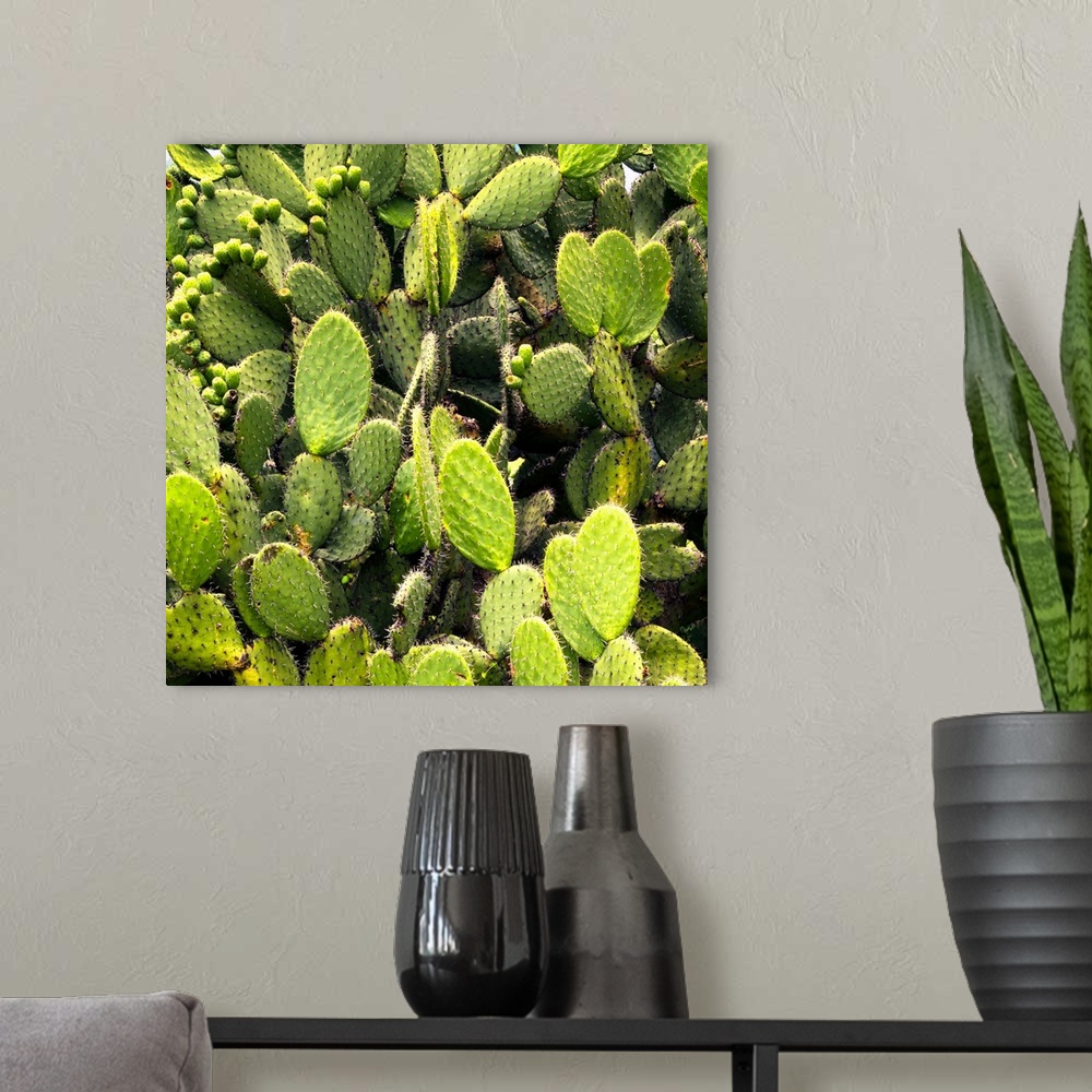A modern room featuring Square close-up photograph of prickly pear cactus. From the Viva Mexico Square Collection.