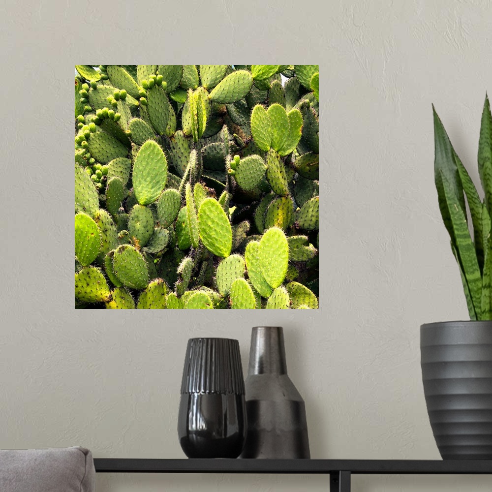 A modern room featuring Square close-up photograph of prickly pear cactus. From the Viva Mexico Square Collection.