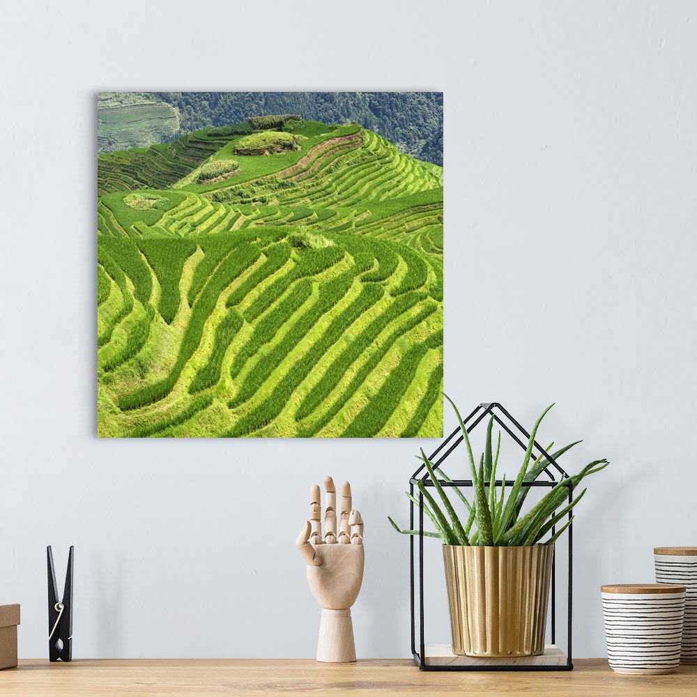 A bohemian room featuring Rice Terraces, Longsheng Ping'an, Guangxi, China 10MKm2 Collection.