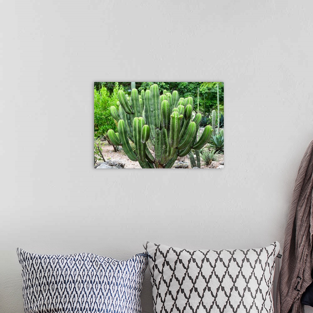 A bohemian room featuring Photograph of a saguaro cactus in the Mexican desert. From the Viva Mexico Collection.