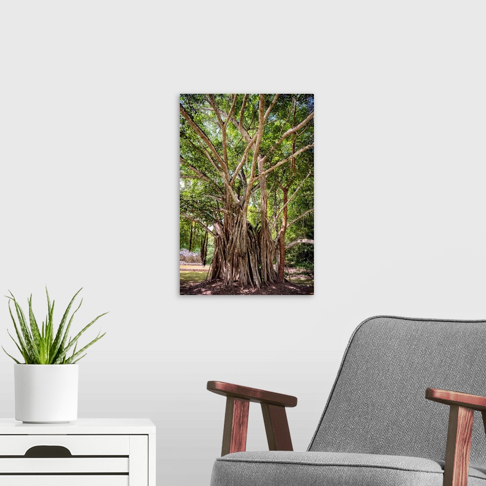 A modern room featuring Photograph of a large, old tree on a sunny day in Mexico. From the Viva Mexico Collection.