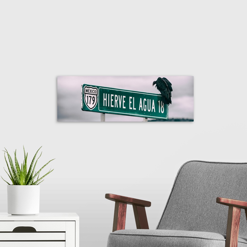 A modern room featuring Panoramic photograph of a vulture perched up on a street sign in Mexico. From the Viva Mexico Pan...