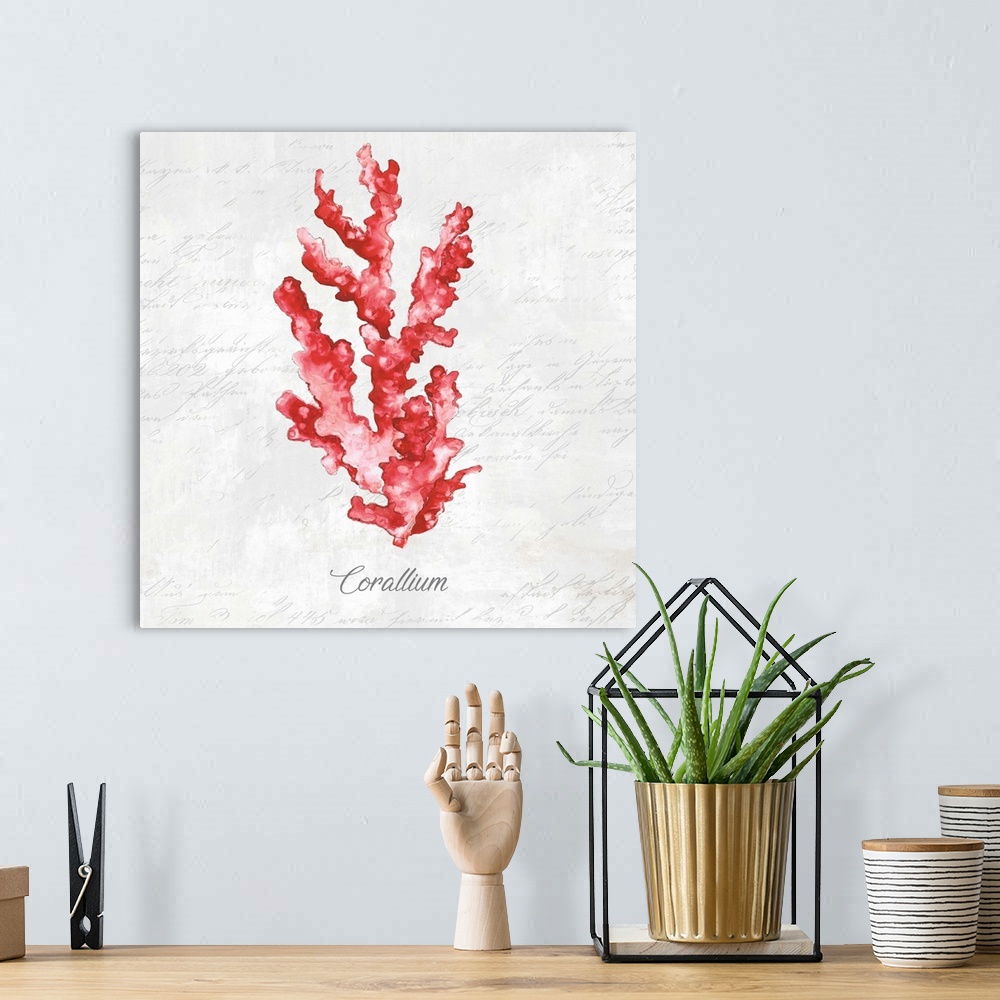 A bohemian room featuring Red Sea Coral