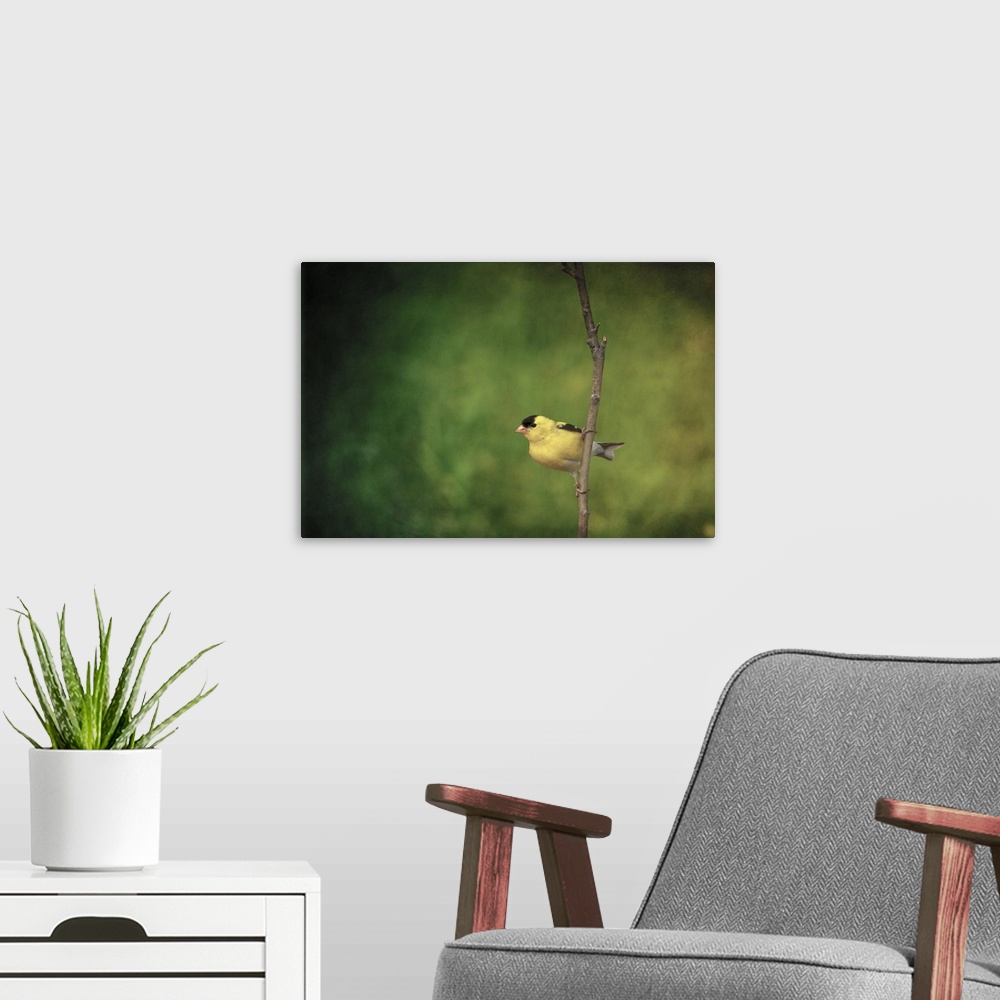 A modern room featuring American Goldfinch