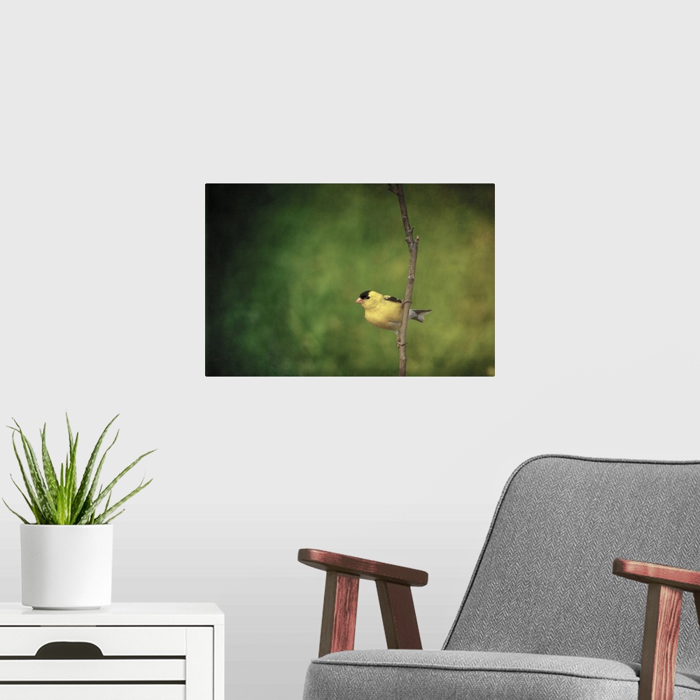 A modern room featuring American Goldfinch