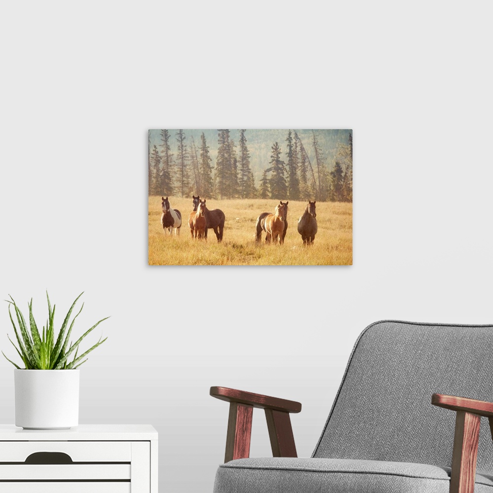 A modern room featuring Photo on canvas of a herd of horses in a field in the morning light.