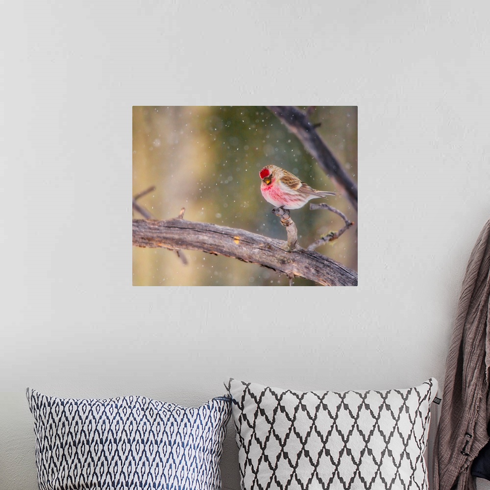 A bohemian room featuring A photo of a bird with red features on a branch while snow falls.