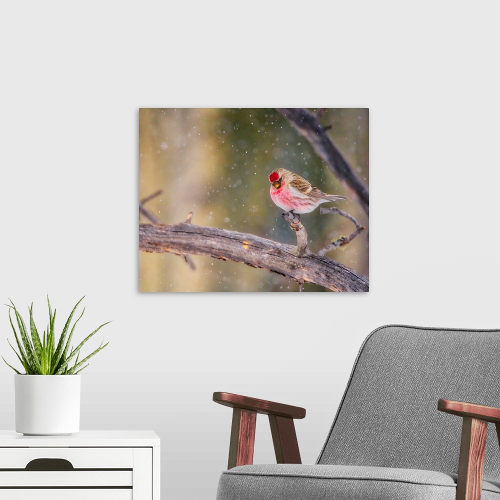 A modern room featuring A photo of a bird with red features on a branch while snow falls.
