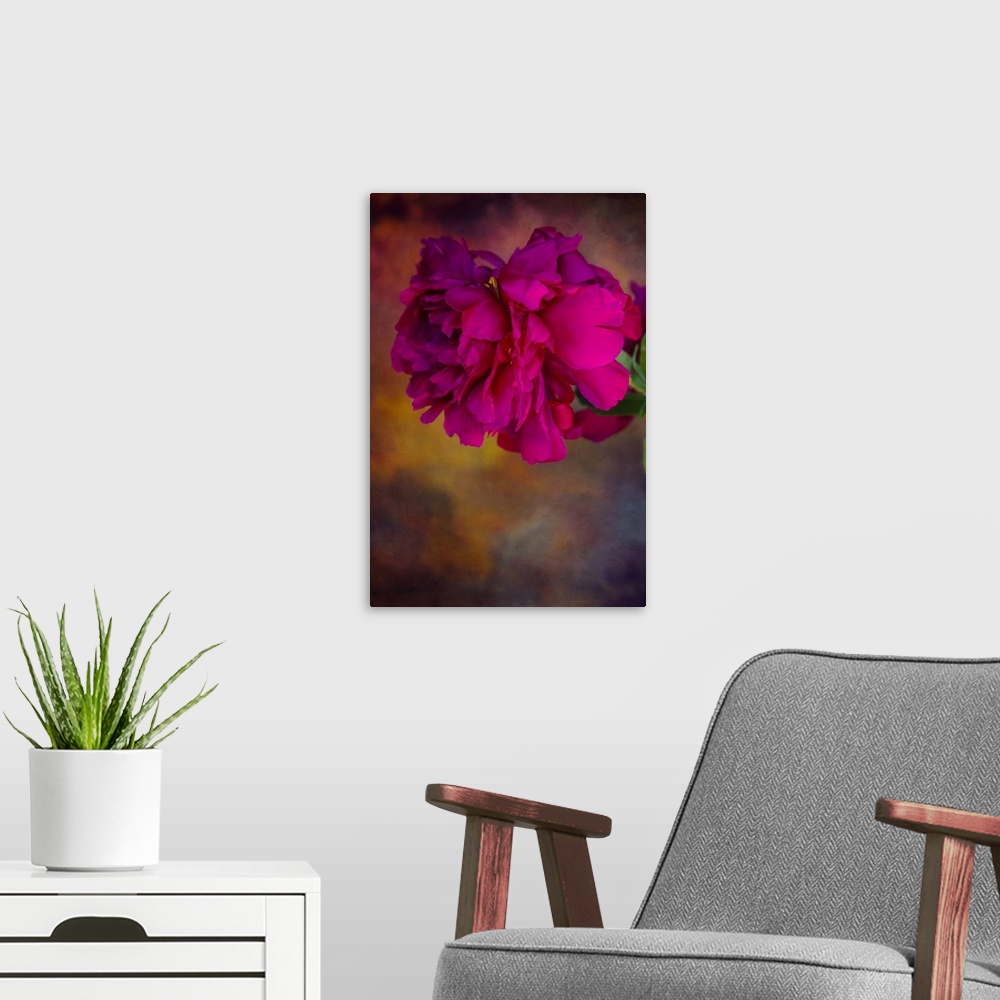 A modern room featuring A deep pink peony blossom.