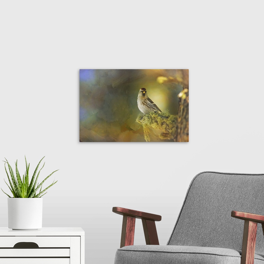 A modern room featuring An Arctic Redpoll perched on the mossy trunk of a tree in golden light.