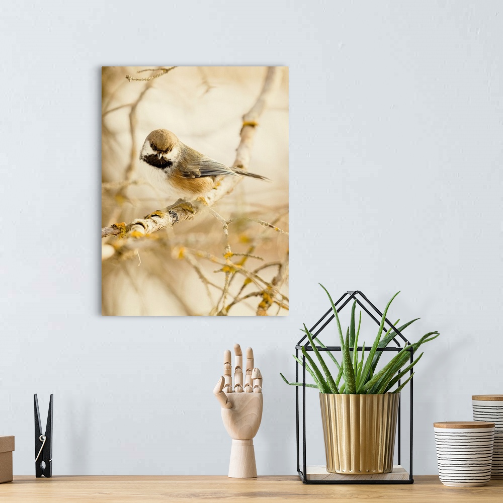 A bohemian room featuring Photograph of a Boreal Chickadee on a branch.