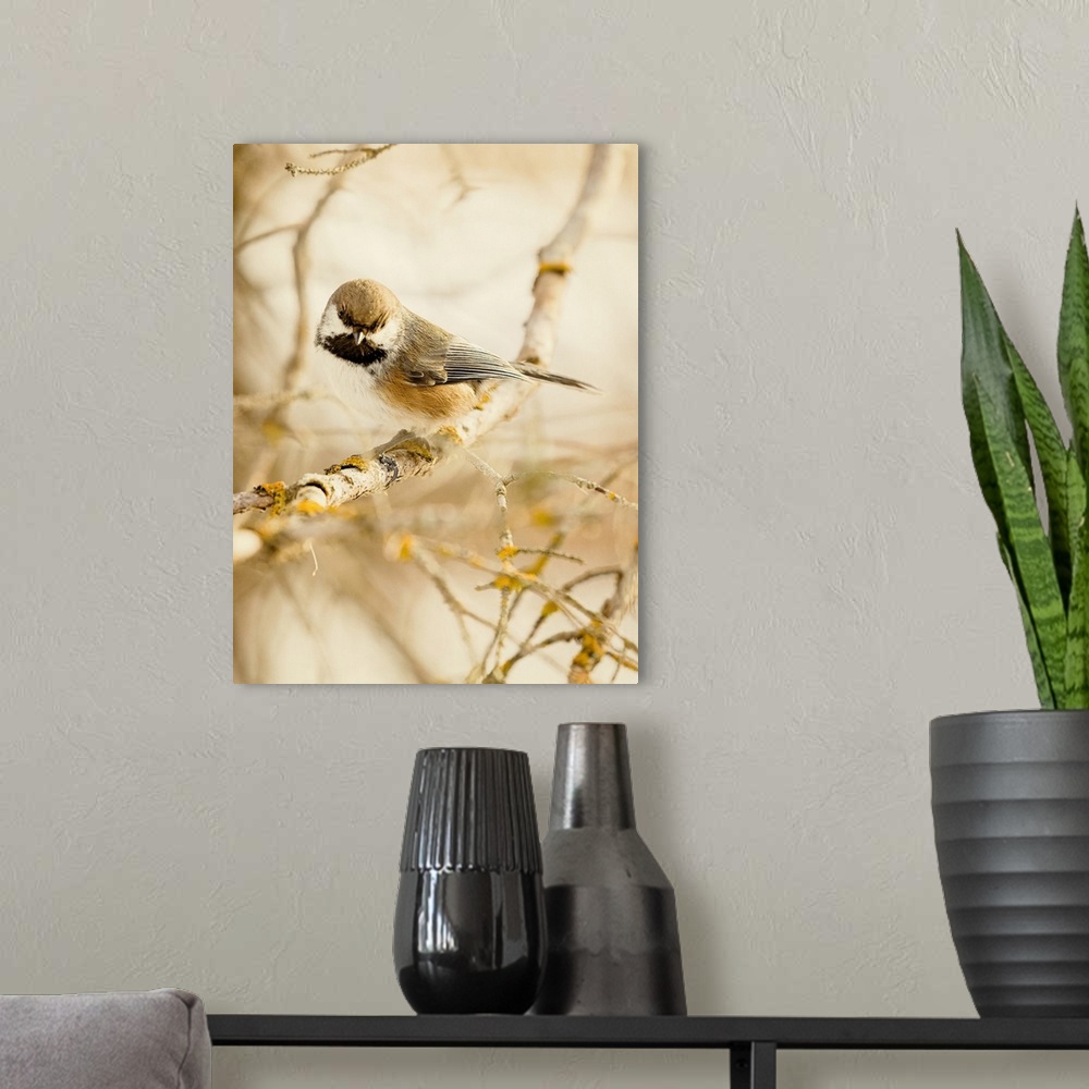 A modern room featuring Photograph of a Boreal Chickadee on a branch.