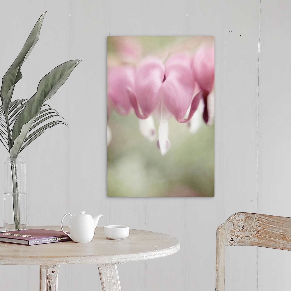 A farmhouse room featuring A pretty pictorialism photograph of pink Bleeding Hearts flowers (Dicentra spectabilis) in a cott...